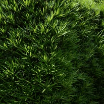Taxus baccata K5 - Tisa
