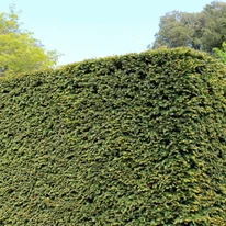 Taxus baccata K5 - Tisa