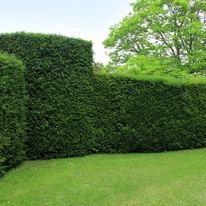 Taxus baccata K5 - Tisa