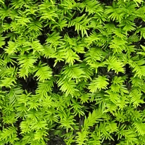 Taxus baccata K5 - Tisa