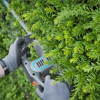 Taxus baccata K5 - Tisa