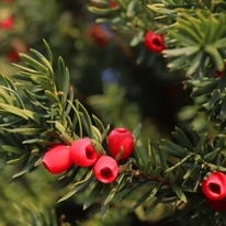 Taxus baccata K5 - Tisa