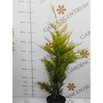 Cupressocyparis x leylandii Gold Rider - Chiparos Leylandii auriu