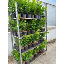 Laur englezesc de la producător, Gardencentrum.net