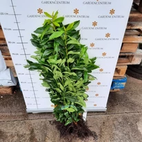 Laur englezesc columnar cu rădăcină liberă la Gardencentrum. 