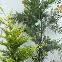 Cupressocyparis x leylandii Gold Rider - Chiparos Leylandii auriu