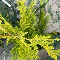 Cupressocyparis x leylandii Gold Rider - Chiparos Leylandii auriu