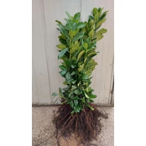 Din prunus laurocerasus Novita cu rădăcini libere vom avea un gard viu închis în 2-3 ani. 
