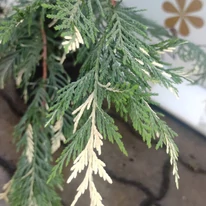 Lăstarul Chiparosului Leylandii variegat.