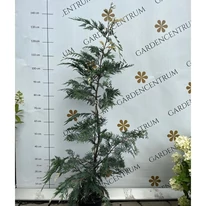 Aspectul chiparosului leylandii variegat dezvoltat în pepiniera noastră.