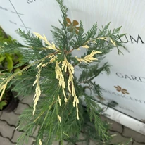 Lăstarii chiparosului leylandii variegat.