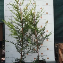 Cupressocyparis x leylandii Castlewellan Gold în luna august. 