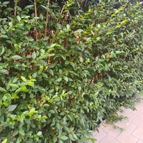 Aspectul unui gard viu realizat din Ligustrum ovalifolium, în luna august.