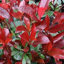 Frunzișul plantei Photinia x fraserii Little Red Robin.