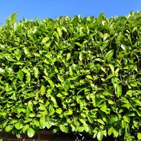 Prunus laurocerasus Novita – Laur englezesc Novita K7,5