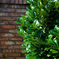 Prunus laurocerasus Novita – Laur englezesc Novita K7,5