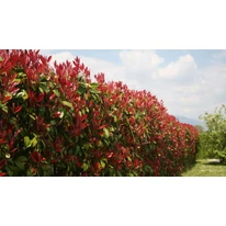 Gard viu din Photinia, de mai mulți ani. 