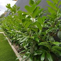Frunzișul verde a a unui gard viu din laur englezesc de 2 ani, din pepiniera noastră. 