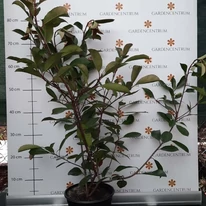 Photinia x fraserii Red Robin la ghiveci în pepiniera noastră. 