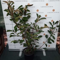 Photinia x fraserii Red Robin dens, multi-ramificat, la ghiveci. 