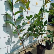 Photinia x fraserii Red Robin în ghivece de 9x9 cm.
