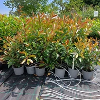 Photinia x fraserii Red Robin de 2 ani în luna iulie. 