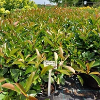 Photinia x fraserii Red Robin bine dezvoltat, sănătos în ghivece de 2 litri. 