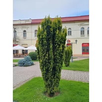 Taxus baccata ca plantă solitară într-un parc. 