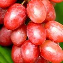 Struguri fără sâmburi Crimson Seedless.