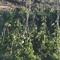 Utilizarea tutorului din bambus într-o grădină de legume. 