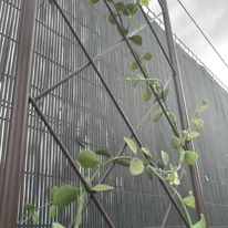Plantă cățărătoare pe panoul Classic Metal Trellis.