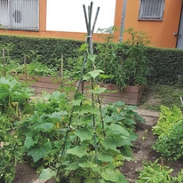 Utilizarea țărușilor din oțel cu înveliș din plastic STEEL PLAST, cu lungimea de 120 cm, în grădină.