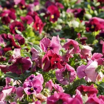 Viola × wittrockiana - Panseluță de grădină