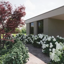 Hydrangea paniculata Limelight K4 - Hortensie paniculata