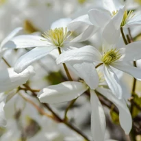 Florile parfumate ale clematitei veșnic verzi, înfloresc primăvara. 