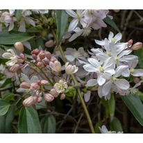 Clematis armandii înflorește abundent.