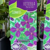 Clematita cu flori violete în oferta noastră. 