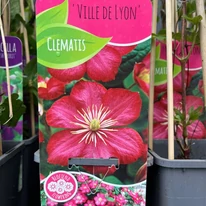Clematita cu flori roșii în oferta noastră. 