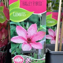 Eticheta clematitei cu flori roz. 