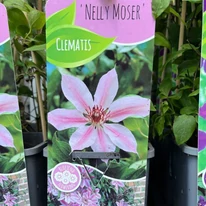 Clematita cu flori alb-roz în oferta noastră. 