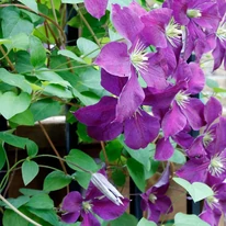 Clematis cu flori mari este disponibilă în mai multe culori. 