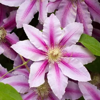 Varianta cu flori roz a clematitei. 