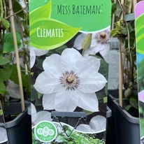 Clematita cu flori albe în oferta noastră. 