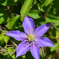 Floarea albastră a clematitiei Justa. 