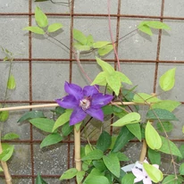 Clematită Justa pe un sisten de sprijin. 