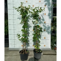 Caprifoi japonez veșnic verde în pepiniera noastră la începutul lunii octombrie. 