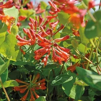 Florile portocalii ale caprifoiului Lonicera x brownii Dropmore Scarlet.