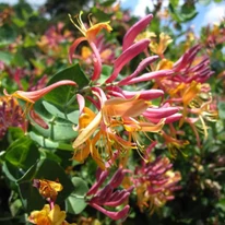 Lonicera heckrottii Goldflame în timpul înfloririi. 