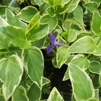 Florile albastru liliachiu ale saschiului variegat în aprilie. 