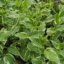 Vinca major Variegata este o plantă acoperitoare de sol minunată .